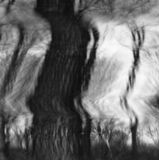 black and white abstract panoramic photographic art of forest trees in Waterloo, Ontario, using swinglens camera and ICM