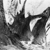 abstract black and white photographic art of tree stumps at bottom of drained reservoir at Waterloo, Ontario