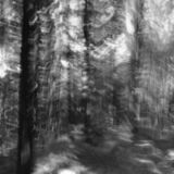 black and white photographic art using ICM and a swing-lens camera in a forest in Waterloo, Ontario, Canada