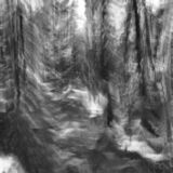black and white photographic art using ICM and a swing-lens camera in a forest in Waterloo, Ontario, Canada