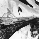 abstract black and white photographic art of tree stumps at bottom of drained reservoir at Waterloo, Ontario