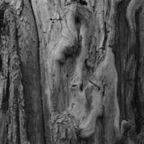 abstract black and white photographic art of forest trees in Waterloo, Ontario, Canada
