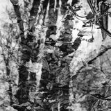 abstract black and white photographic art of forest trees in Waterloo, Ontario, Canada