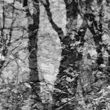abstract black and white photographic art of forest trees in Waterloo, Ontario, Canada