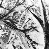 abstract black and white photographic art of tree stumps at bottom of drained reservoir at Waterloo, Ontario