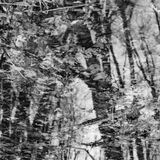 abstract black and white photographic art of forest trees in Waterloo, Ontario, Canada