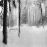 black and white photographic art using ICM and a swing-lens camera in a winter forest in Waterloo, Ontario, Canada