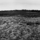 black and white swing lens panoramic photographic nature art of tree stumps on reservoir bottom in Waterloo Ontario