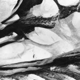 abstract black and white photographic art of tree stumps at bottom of drained reservoir at Waterloo, Ontario