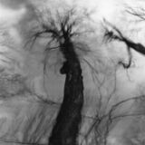 black and white abstract panoramic photographic art of forest trees in Waterloo, Ontario, using swinglens camera and ICM