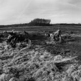 black and white swing lens panoramic photographic nature art of tree stumps on reservoir bottom in Waterloo Ontario