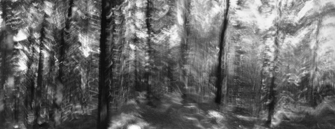 black and white photographic art using ICM and a swing-lens camera in a forest in Waterloo, Ontario, Canada