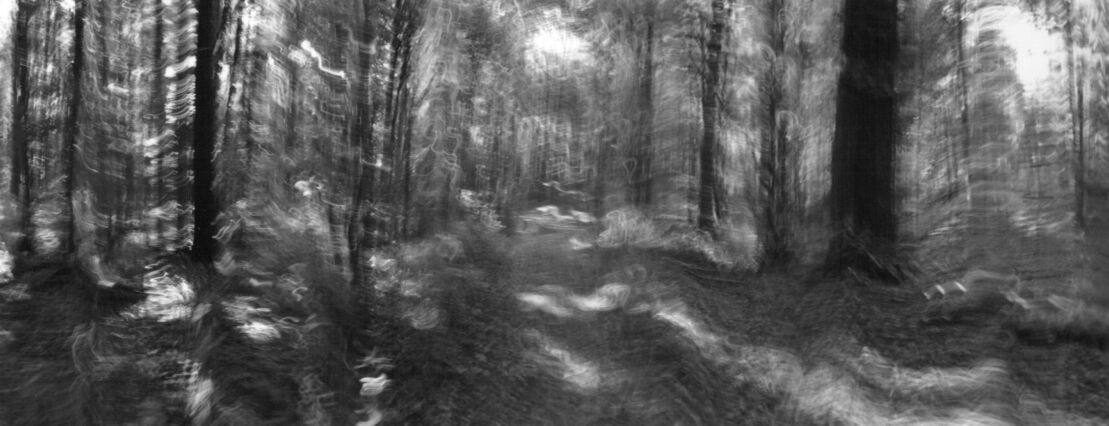 black and white photographic art using ICM and a swing-lens camera in a forest in Waterloo, Ontario, Canada