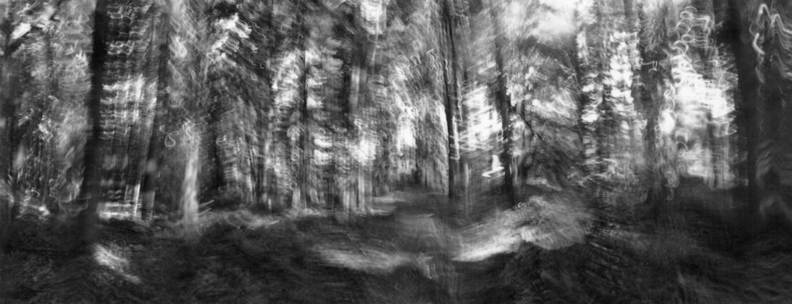 black and white photographic art using ICM and a swing-lens camera in a forest in Waterloo, Ontario, Canada