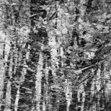 abstract black and white photographic art of forest trees in Waterloo, Ontario, Canada