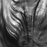abstract black and white panoramic photographic art of forest in Waterloo, Ontario, Canada, using a swinglens camera and ICM