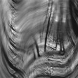 abstract black and white panoramic photographic art of forest in Waterloo, Ontario, Canada, using a swinglens camera and ICM