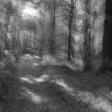 black and white photographic art using ICM and a swing-lens camera in a forest in Waterloo, Ontario, Canada