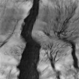 black and white abstract panoramic photographic art of forest trees in Waterloo, Ontario, using swinglens camera and ICM