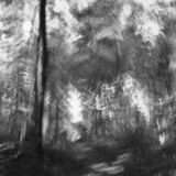 black and white photographic art using ICM and a swing-lens camera in a forest in Waterloo, Ontario, Canada
