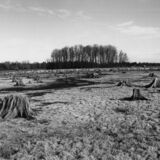 black and white swing lens panoramic photographic nature art of tree stumps on reservoir bottom in Waterloo Ontario