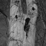 abstract black and white photographic art of forest trees in Waterloo, Ontario, Canada