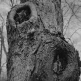 abstract black and white photographic art of forest trees in Waterloo, Ontario, Canada