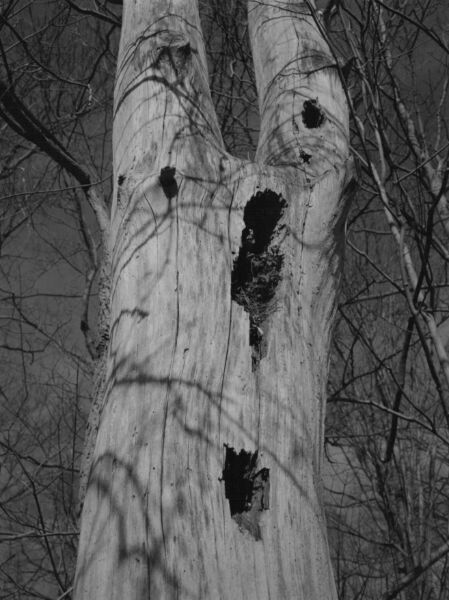 abstract black and white photographic art of forest trees in Waterloo, Ontario, Canada