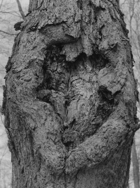 abstract black and white photographic art of forest trees in Waterloo, Ontario, Canada