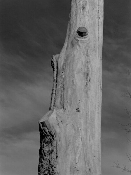 abstract black and white photographic art of forest trees in Waterloo, Ontario, Canada