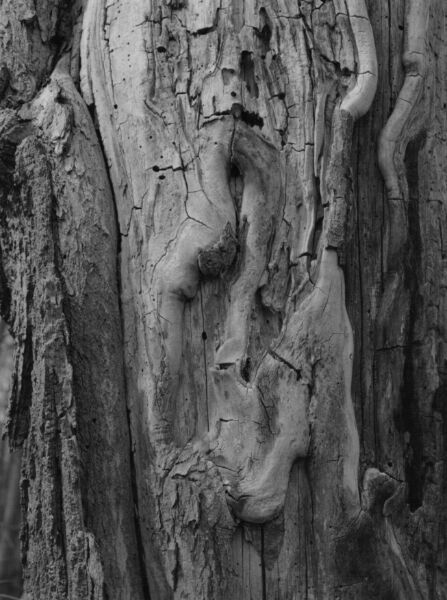 abstract black and white photographic art of forest trees in Waterloo, Ontario, Canada