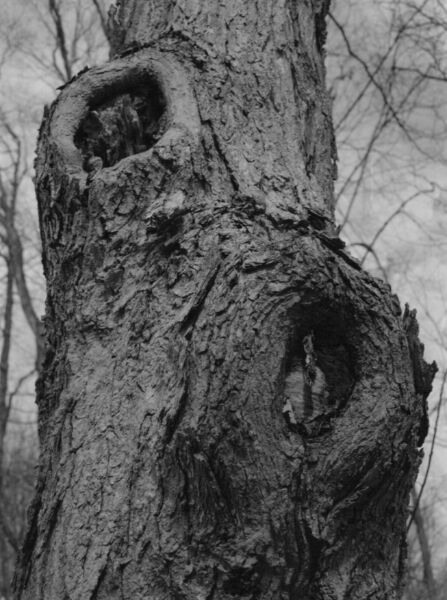 abstract black and white photographic art of forest trees in Waterloo, Ontario, Canada
