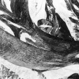 abstract black and white photographic art of tree stumps at bottom of drained reservoir at Waterloo, Ontario