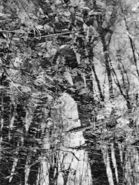 abstract black and white photographic art of forest trees in Waterloo, Ontario, Canada
