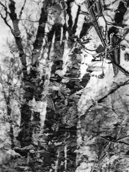 abstract black and white photographic art of forest trees in Waterloo, Ontario, Canada