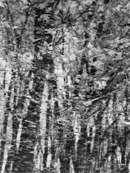 abstract black and white photographic art of forest trees in Waterloo, Ontario, Canada