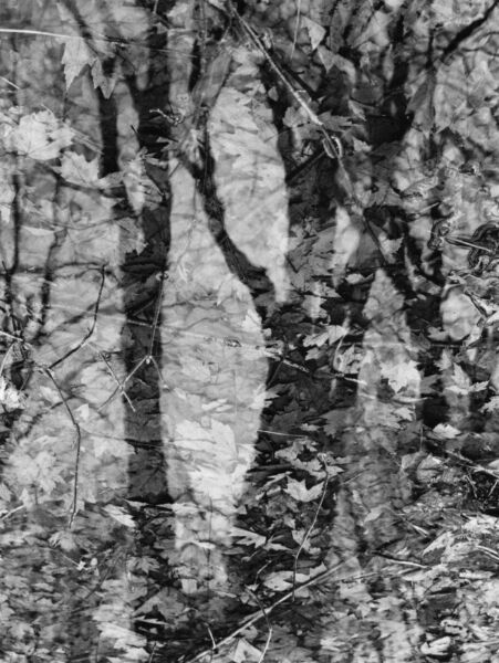 abstract black and white photographic art of forest trees in Waterloo, Ontario, Canada