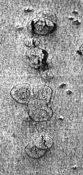 tortured landscape #3