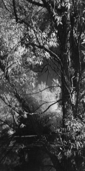 black and white infrared photographic art of pond and trees in Waterloo, Ontario, Canada