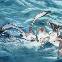 Albatross Lunch