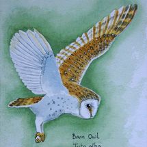 Barn Owl after Andrew Forkner