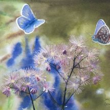 Blue Butterflies