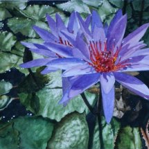 Blue Water Lily