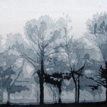 Cricket bat willows
