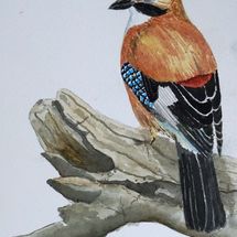 Eurasian Jay (After Andrew Forkner)