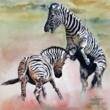 Fighting Zebras