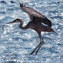Grey Heron