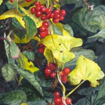 Hedgerow