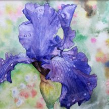 Iris at Giverny