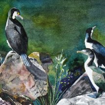 King Cormorants